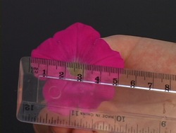 Como medimos la longitud: recapitulando Instructional Video