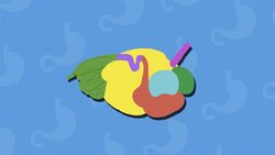 I WONDER - Do Animals Have Stomachs? Instructional Video