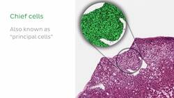 Parathyroid gland histology Instructional Video