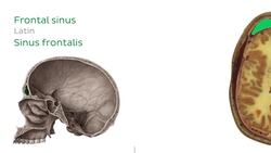 Caudate nucleus level Instructional Video