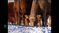 Mad cow disease News Clip