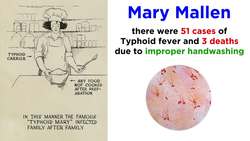 Typhoid Fever Salmonella typhi Instructional Video