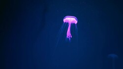 Box jellyfish in the dark of underwater world of deep sea animal Stock Footage
