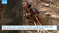 FDA Says Don't Eat Cicadas If You're Allergic to Seafood News Clip