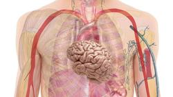 Life for Ancient Egyptians Instructional Video