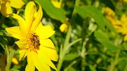 Sunflower rocking in the wind with a bee foraging on the bright yellow flower. Stock Footage