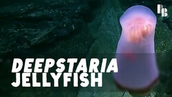 A Deep Sea Ghost Instructional Video