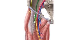 Vastus intermedius muscle (3D) Instructional Video