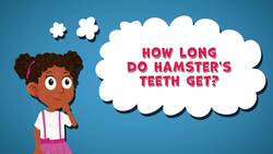 I WONDER - How Long Do Hamster's Teeth Get? Instructional Video