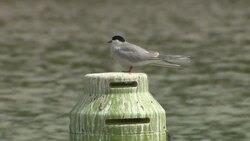 Empty fishing lake and wildlife News Clip