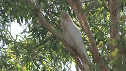 Salmon-crested Cockatoo sitting in a tree, Australia Stock Footage