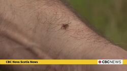 N.S. researchers testing lemongrass essential oil as tick repellent News Clip