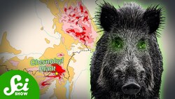 Chernobyl's Radioactive Wild Boar Paradox Instructional Video