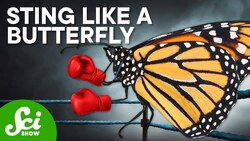 7 Butterflies That Could Beat You in a Fight Instructional Video