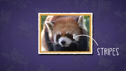I WONDER - Why Do Red Pandas Have Stripes On Their Faces? Instructional Video