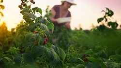 An elderly woman collects raspberries at sunset. Organic food. Stock Footage