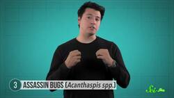 7 Species That Really Are What They Eat Instructional Video