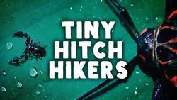 The Tiny Scorpions* In Your House Instructional Video