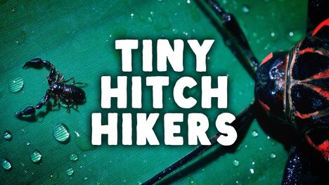 The Tiny Scorpions* In Your House