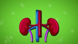 I WONDER - What Do Kidneys Do? Instructional Video