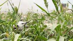 Southern Ethiopia flooding: Efforts to save town after river Omo bursts banks Instructional Video