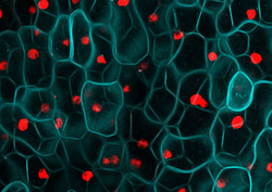 Cell Instructional Video