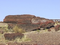 Explorando fósiles: petrificación Instructional Video