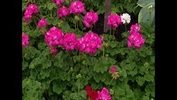 Garden Guide: 3 tips for designing your perfect garden News Clip