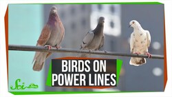 Why Don't Birds on Power Lines Get Zapped? Instructional Video