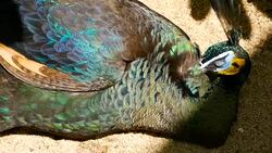 Elegant wild exotic bird with colorful artistic feathers. Close up of peacock textured plumage. Flying Indian green peafowl (Pavo cristatus) in real nature, vibrant pattern of luminous tail and wings. Stock Footage