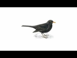 Music in History: Blackbird (The Beatles) Instructional Video