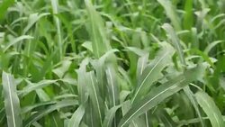 Sorghum millet field grown as fodder for livestock Stock Footage