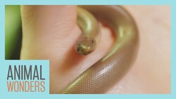 Tiny Baby Rubber Boa! Instructional Video