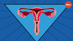 TED-Ed: What causes yeast infections, and how do you get rid of them? | Liesbeth Demuyser Instructional Video