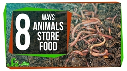 8 Creative Ways Animals Store Food Instructional Video