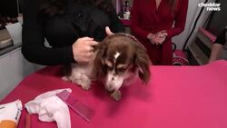 Be Well: How to Properly Groom Your Pet News Clip