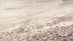 DEC warns Long Islanders about reports of dead birds amid rise in bird flu cases News Clip