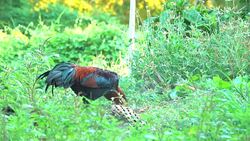 Chicken in a farm Stock Footage