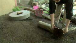 Yum? Jaguars Get Heart-Shaped 'Blood-sicles' as a Treat Instructional Video