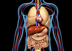 Organ Instructional Video