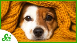 Why Are Puppy Eyes So Irresistible? Instructional Video