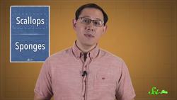 There Are Crystal Mirrors Hidden in Scallop Eyes Instructional Video