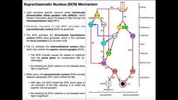 Light Dark Mechanism of the Suprachiasmatic Nucleus Instructional Video