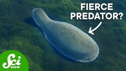 Becoming a Predator Was Hard Instructional Video