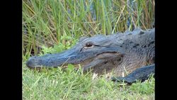 Everglades National Park - Alligator Tales Instructional Video