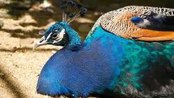 Elegant wild exotic bird with colorful artistic feathers. Close up of peacock textured plumage. Flying Indian green peafowl (Pavo cristatus) in real nature, vibrant pattern of luminous tail and wings. Stock Footage