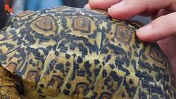 Tiny Tortoise Dodges Traffic! Instructional Video