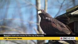 Meet the hawk who works for the city of Burnaby News Clip
