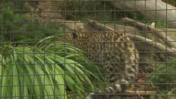A New Life for These Rare Leopards! Instructional Video