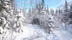 Sharing traditions: CBC Thunder Bay's annual Christmas tree hunt News Clip